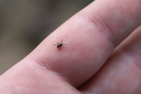 a tick on a finger